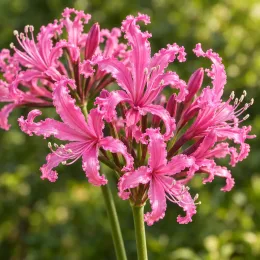 Lis de guernesey (Nerine bowdenii) — fleurs roses aux pétales frangés en étoiles · Photo d'illustration