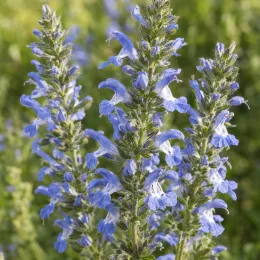 Sauge des marais (Salvia uliginosa) — épis dressés de petites fleurs bleues · Photo d'illustration