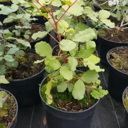 Caroubier (Ceratonia siliqua) — jeune plant vert en pot noir de pépinière · Pot 2.5L