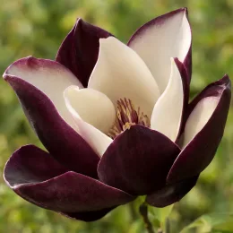 Magnolia 'Black beauty' — gros plan sur une grande fleur bicolore
