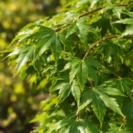 Érable du japon 'Cascade emerald' (Acer palmatum) — feuillage vert découpé en léger retombant