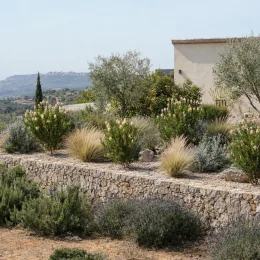 Leucadendron 'Cream delight' (Leucadendron salignum) — massif méditerranéen en terrasses avec arbustes fleuris · Photo d'illustration