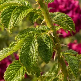 Rosier rugueux poupre 'Roseraie de l'haÿ' (Rosa rugosa) — tige épineuse avec feuilles vertes, fleurs floues derrière · Photo d'illustration