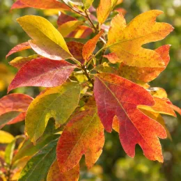 Laurier des iroquois (Sassafras albidum) — feuillage aux couleurs dégradées du jaune au rouge · Photo d'illustration