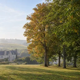 Caryer écailleux (Carya laciniosa) — grand arbre dominant un paysage de campagne · Photo d'illustration