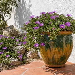 Pourpier vivace 'Bird purple' (Delosperma) — plante retombante à petites fleurs violettes · Photo d'illustration
