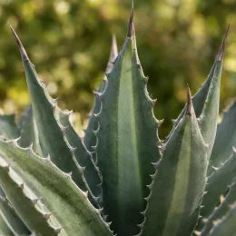 Agave (Agave kerchovei) — rosette de feuilles succulentes armées d'épines