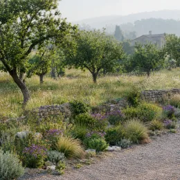 Verveine (Verbena venosa) — massif naturaliste avec vivaces mauves et muret · Photo d'illustration