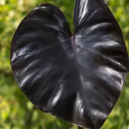 Colocasia 'Diamond head' (Colocasia esculenta) — gros plan sur une grande feuille sombre