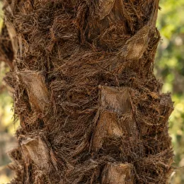 Fougère arborescente d'australie (Cyathea cooperi) — gros plan sur tronc fibreux de plante · Photo d'illustration