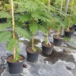 Arbre à soie Ombrella boubri (Albizia) — jeunes arbustes tuteurés alignés dans des pots noirs · Pot 8L Baliveau