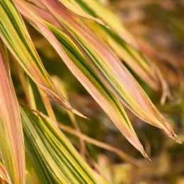 Herbe du japon 'Aureola' (Hakonechloa macra) — longues feuilles arquées panachées vert et jaune · Photo d'illustration