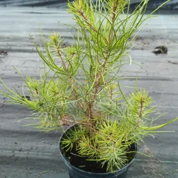 Pin maritime (Pinus pinaster) — jeune conifère à aiguilles fines en pot noir · Pot 2.5L