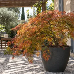 Érable 'Dissectum' (Acer palmatum) — arbuste décoratif en pot sur terrasse carrelée · Photo d'illustration