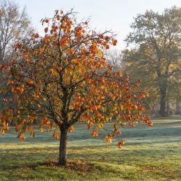 Plaqueminier 'Sharon' (Diospyros kaki) — arbre isolé couvert de nombreux fruits orangés