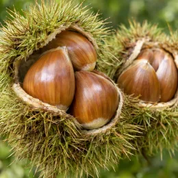 Châtaigner 'Bournette' (Castanea sativa) — gros plan de bogues ouvertes montrant trois fruits · Photo d'illustration