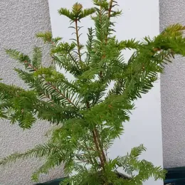 If commun (Taxus baccata) — jeune conifère en pot devant panneau blanc · Pot 6L Touffe