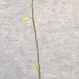 Citrange 'Carrizo' (Citrus sinensis) — jeune plant greffé très élancé sur sol de pépinière · Pot 3L Baliveau