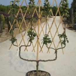 Pommier 'Cox's orange pippin' (Malus domestica) — arbre palissé en pot sur allée de pépinière · Pot 30L