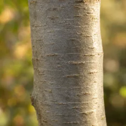 Idesia (Idesia polycarpa) — tronc d’arbre en gros plan · Photo d'illustration