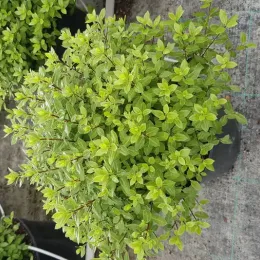 Pittospore 'Midget' (Pittosporum tenuifolium) — touffe dense de petits feuillages vert clair · Pot 3L Touffe