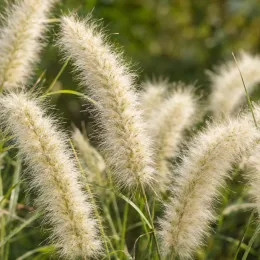 Herbe aux écouvillons (Pennisetum villosum) — épis duveteux dressés sur tiges fines · Photo d'illustration