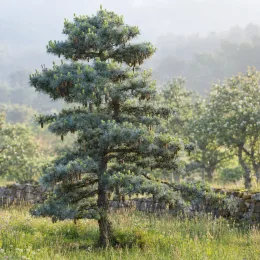 Pin blanc du japon 'Glauca' (Pinus parviflora) — conifère isolé au port étagé dans prairie · Photo d'illustration