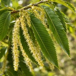 Châtaignier 'Verdale' (Castanea sativa) — longs chatons pendants entourés de grandes feuilles dentées · Photo d'illustration