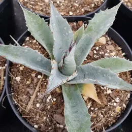 Agave parrasana — jeune plante succulente en rosette dans un pot · Pot 2.5L