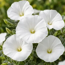 Liseron de mauritanie 'New white moon' (Convolvulus sabatius) — gros plan de fleurs blanches en entonnoir · Photo d'illustration