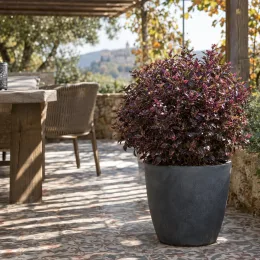 Coprosoma 'Eclipse' (Coprosoma repens) — arbuste compact au feuillage pourpre en terrasse