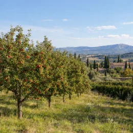 Pommier 'Akane' (Malus domestica) — rangée d'arbres fruitiers chargés de fruits rouges · Photo d'illustration
