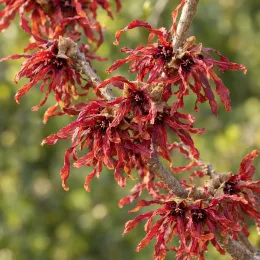 Hamamélis de chine 'Diane' (Hamamelis mollis) — gros plan sur grappes de fleurs rouges · Photo d'illustration