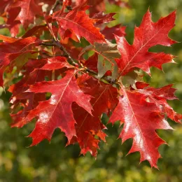 Chêne 'Mauri' (Quercus) — feuilles lobées rouges sur rameau · Photo d'illustration
