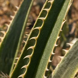 Broméliacée du chili (Puya chilensis) — gros plan sur feuilles rigides épineuses · Photo d'illustration