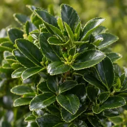Fusain du japon 'Jean hugues' (Euonymus japonicus) — feuillage dense aux petites feuilles vernissées · Photo d'illustration