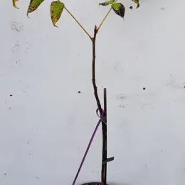 Noyer du texas (Juglans microcarpa) — jeune arbre en pot tuteuré sur fond clair · Pot 3L Baliveau