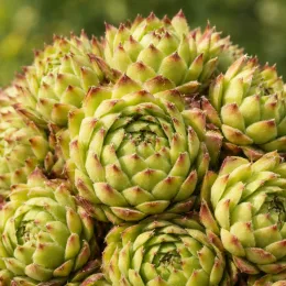 Joubarbe à rosette vert jaunâtre (Sempervivum × allionii) — rosettes serrées vertes aux pointes rougeâtres, gros plan · Photo d'illustration