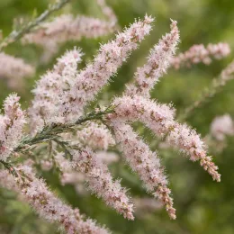Tamaris d'été (Tamarix aphylla) — grappes de petites fleurs pâles duveteuses · Photo d'illustration