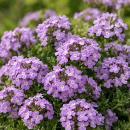 Verveine mousse (Verbena tenuisecta) — touffes de petites fleurs violettes en bouquets denses · Photo d'illustration