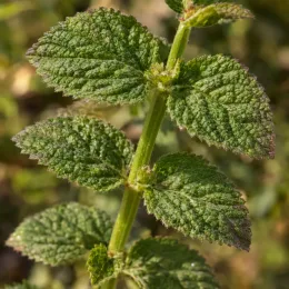 Verveine sucrante (Lippia dulcis) — tige dressée avec feuilles gaufrées dentées · Photo d'illustration