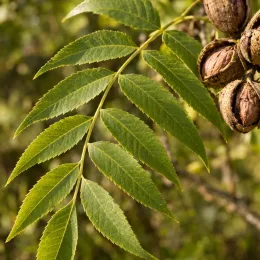 Noyer du texas (Juglans microcarpa) — rameau avec feuilles composées et fruits à coque · Photo d'illustration
