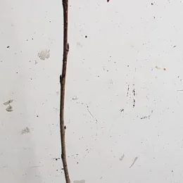 Aronie de mitchourine 'Amit' (Aronia mitschurinii) — jeune tige ligneuse nue sur fond clair · Godet