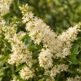 Troène de chine (Ligustrum sinensis) — grappes de petites fleurs blanches parfumées