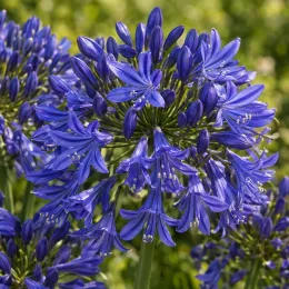 Agapanthe 'Northern star' (Agapanthus) — gros plan d’ombelles de fleurs bleues · Photo d'illustration