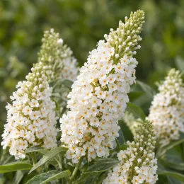 Arbre aux papillons 'White chip' (Buddleia davidii) — grappes serrées de petites fleurs blanches · Photo d'illustration