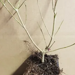 Arbre au poivre 'Rosea' (Vitex agnus) — jeune plant racines nues dans pot plastique · Godet
