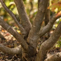 Érable du japon à feuilles d'aconit 'Vitifolium' (Acer japonicum) — base du tronc ramifié sur sol nu · Photo d'illustration