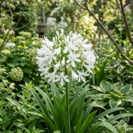 Agapanthe Africaine 'Blanche' (Agapanthus africanus) — ombelle de fleurs blanches au jardin