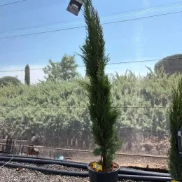 Cyprès méditerranéen 'totem' (Cupressus sempervirens) — arbre élancé en pot sur gravier · Pot 10L